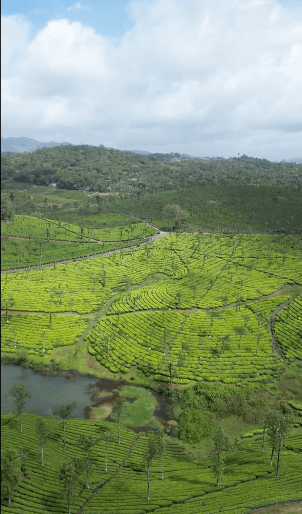 Munnar landscape