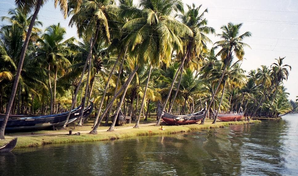 Coconut trees swaying in the breeze