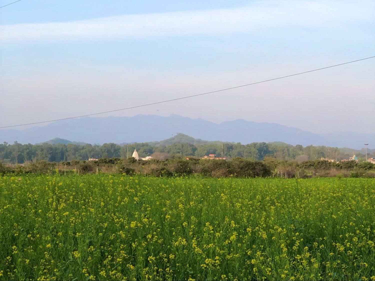 Mustard field