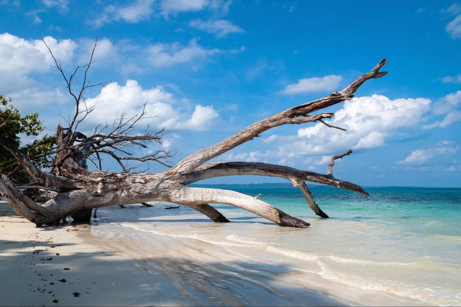 Fallen trees on the beach